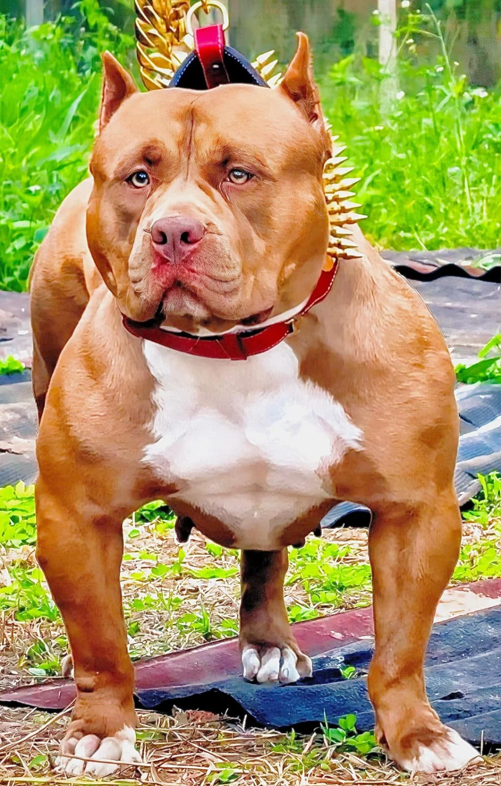 Mika2